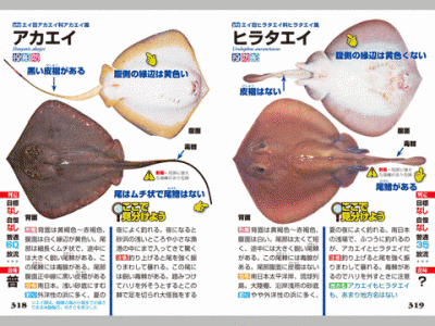 釣魚識別図鑑