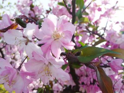 桜一本予想