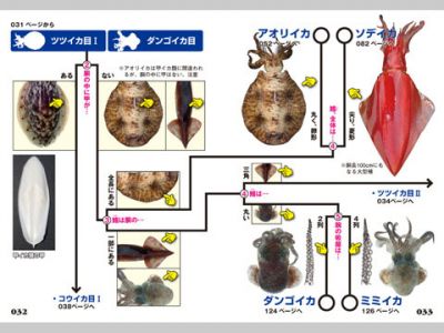 識別から調理法までカバーするiphoneアプリ イカ タコ識別図鑑 チェッカーズ